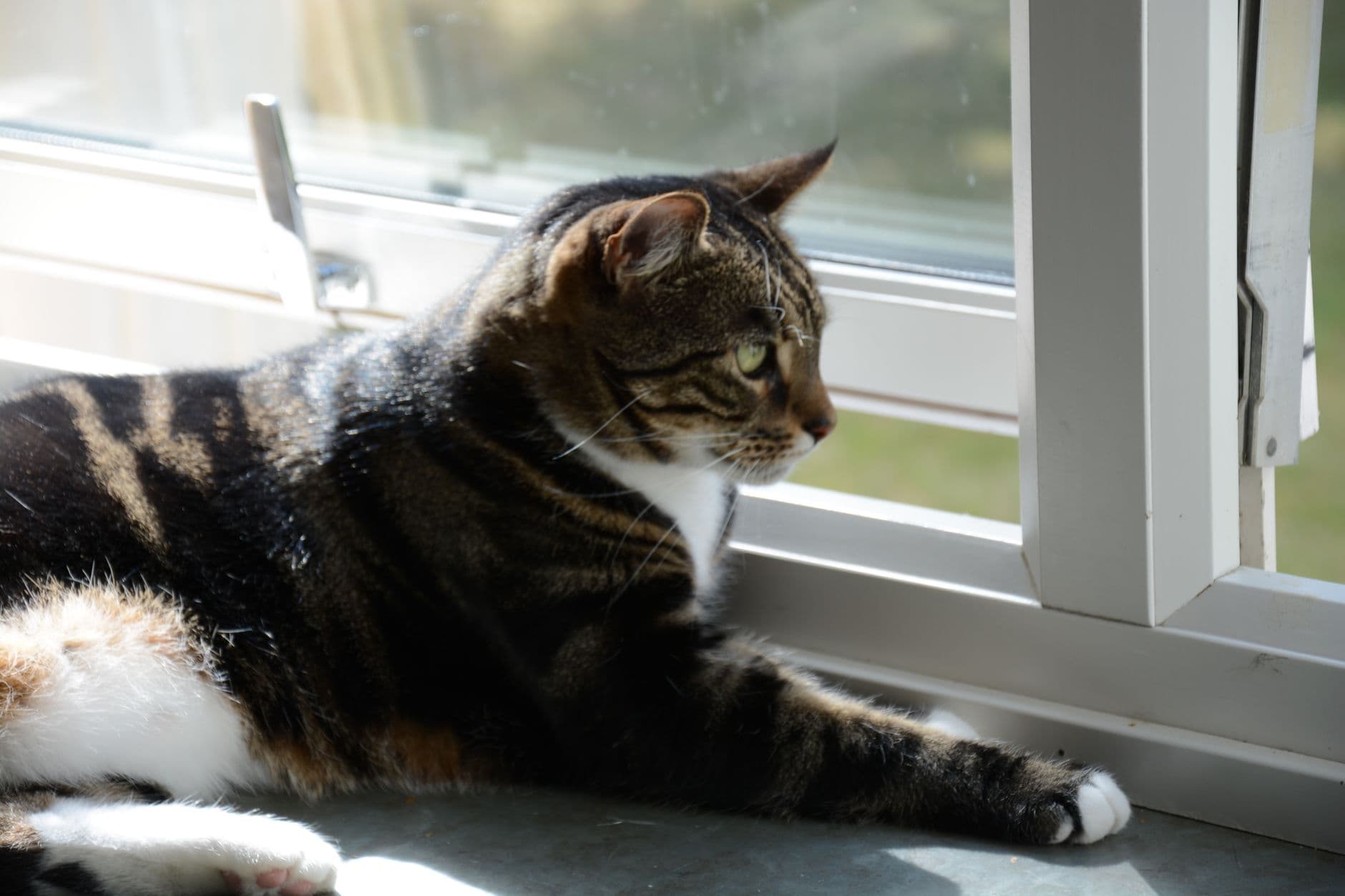 cat sitting in sunlight window