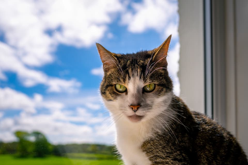 Natural Flea Treatment for Cats: Does It Actually Work?