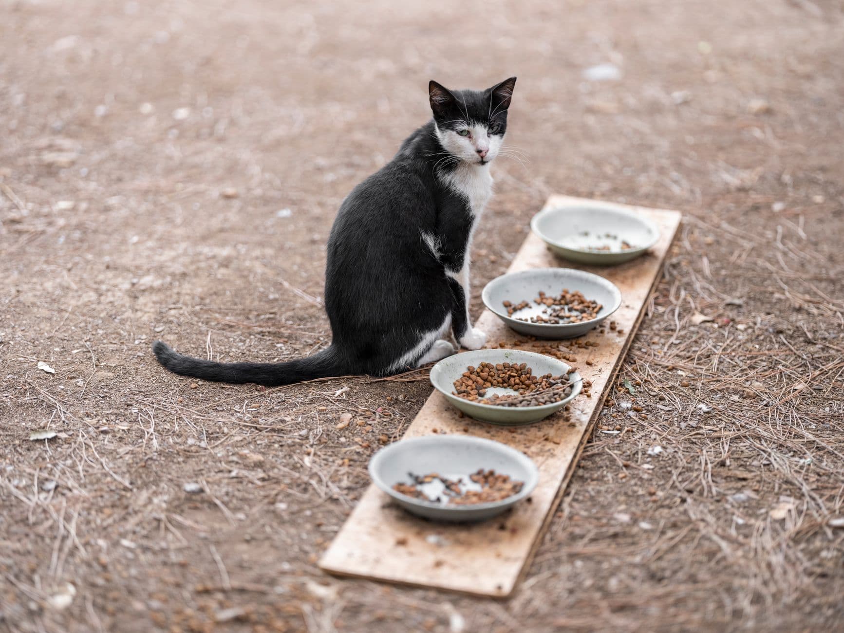 cat eating from bowl