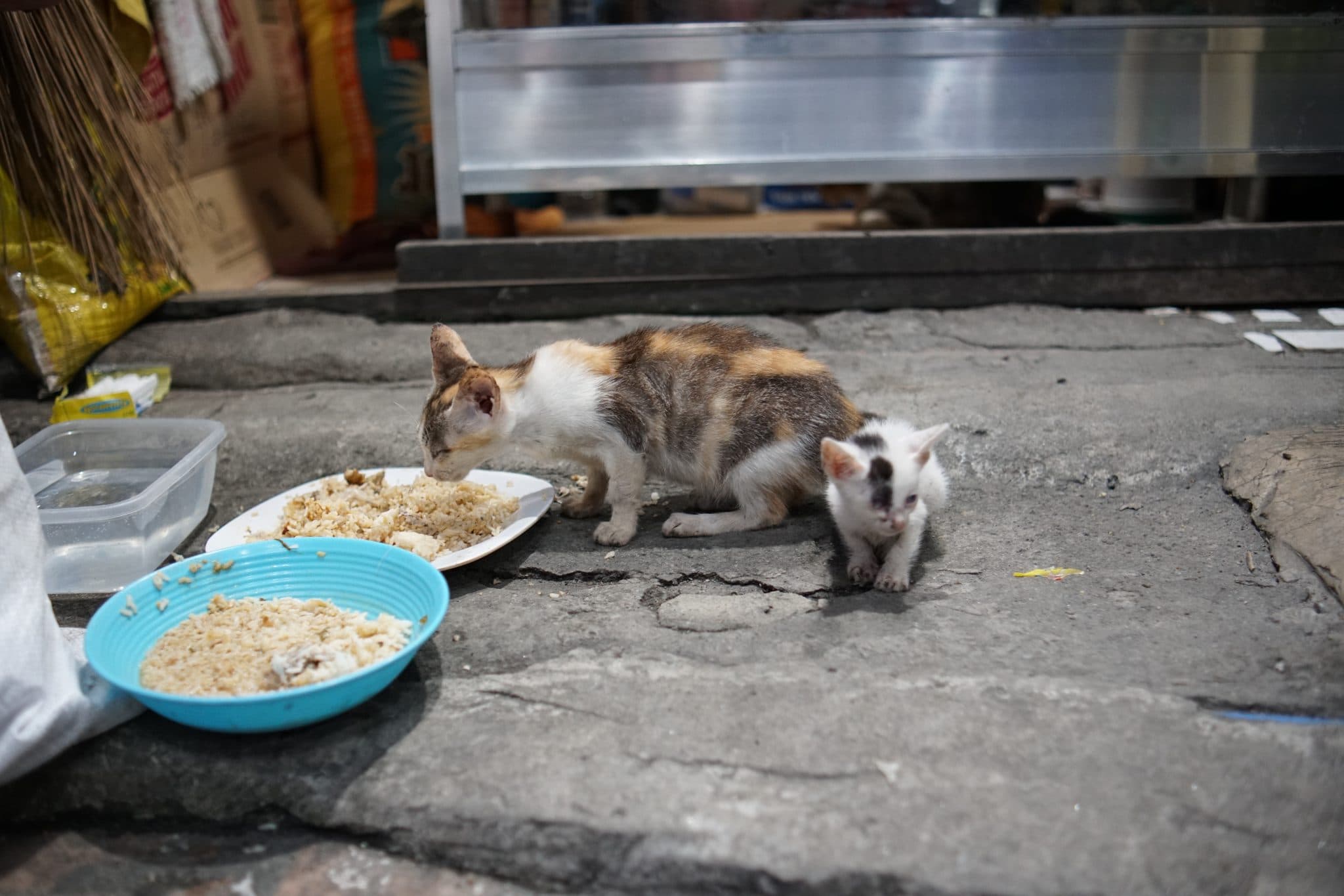 Probiotics for Cats: Do They Need Them?
