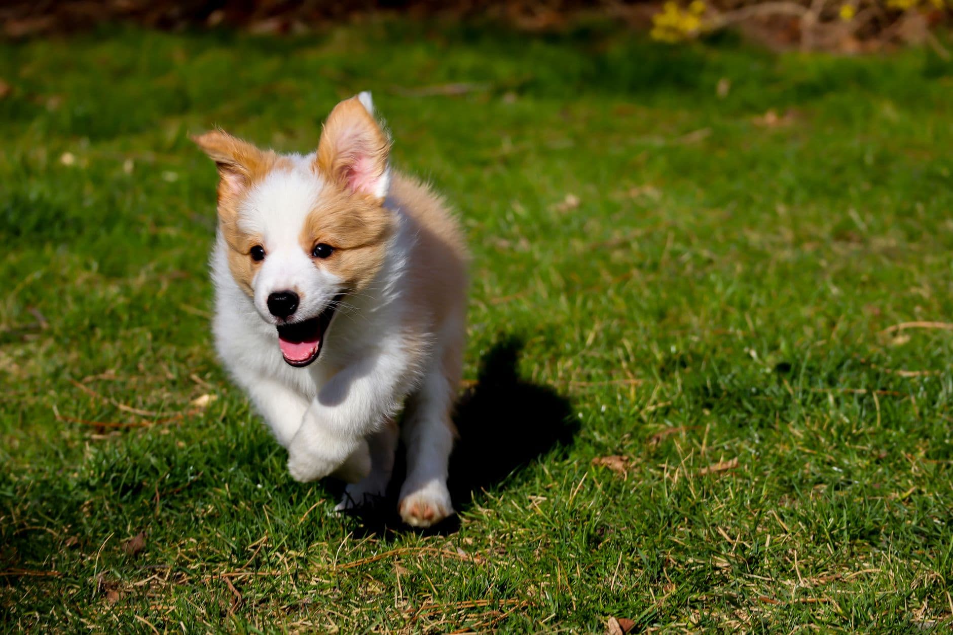 young active dog jumping