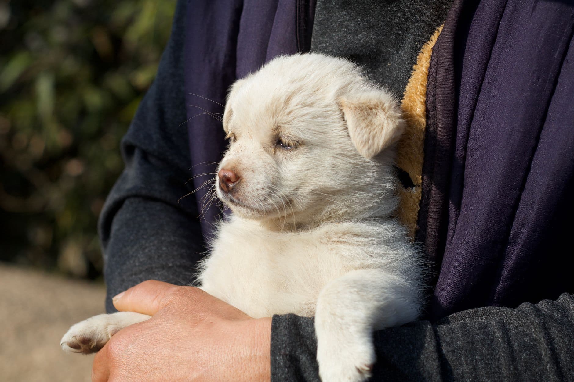 A puppy being weighed on a set of kitchen scales before being given a worming tablet
