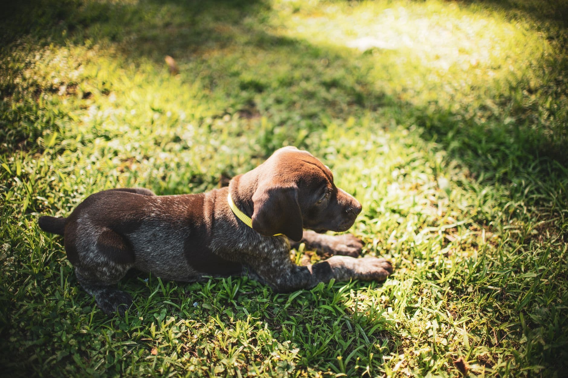 puppy on grass